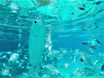 Ibiza: Snorkeling and SUP Paddle, Beach and Cave Boat Tour - Meeting Point at Port of San Antonio: Voucher Swap Without Stress