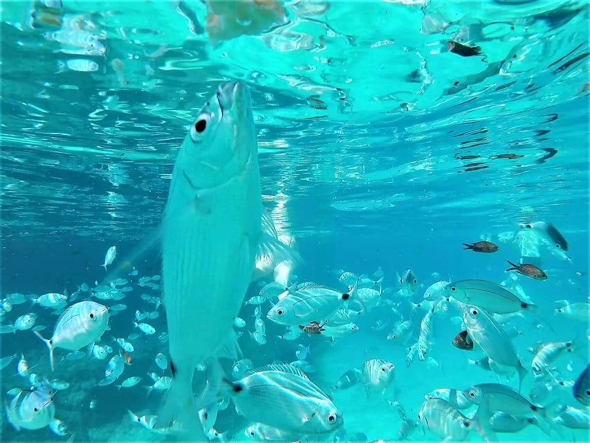 Ibiza: Snorkeling and SUP Paddle, Beach and Cave Boat Tour - Meeting Point at Port of San Antonio: Voucher Swap Without Stress