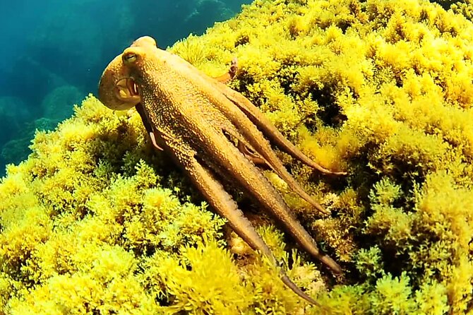 Ibiza Snorkeling Beach and Cave Tour - Gear and Water Time: What You’ll Need to Know