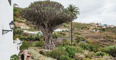 Icod de los Vinos: Dragon Tree & Botanical Garden Ticket - Your walk after the dragon: what the botanical garden is really like