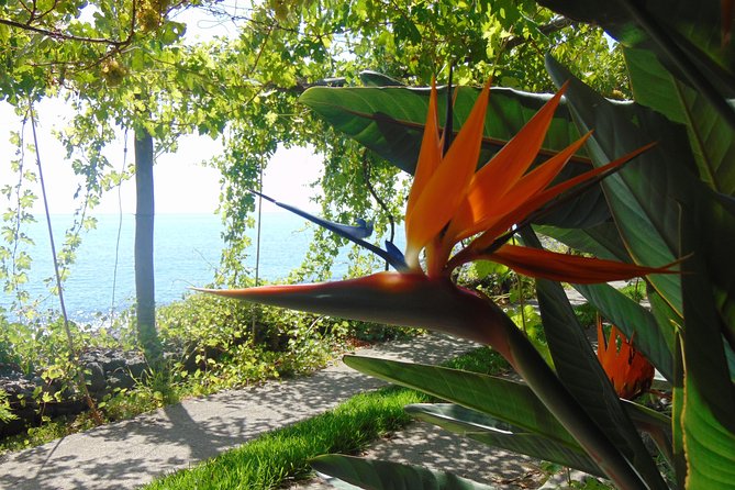 Incredible tour to a 'Faja' with a story - Stop 1: Fajã dos Padres by the sea