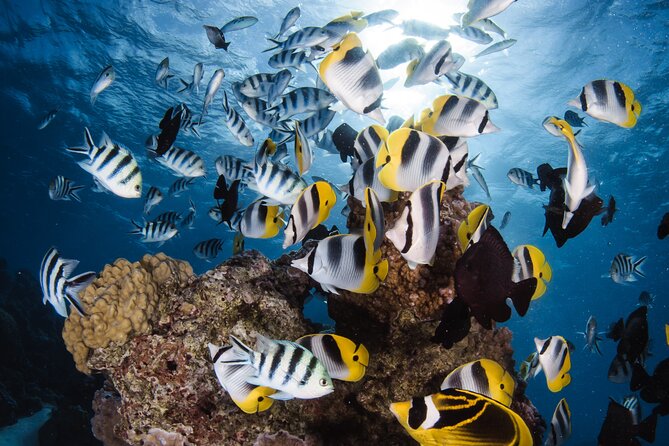 Introductory Dive in Bora Bora (afternoon) - Key things you’ll notice right away