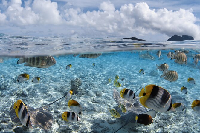 Introductory Dive in Bora Bora (afternoon) - Entering Bora Bora’s water with the right kind of coaching