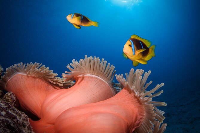 Introductory Dive in Bora Bora (afternoon) - What you’ll see under the water: coral garden, fish, and the wow moments