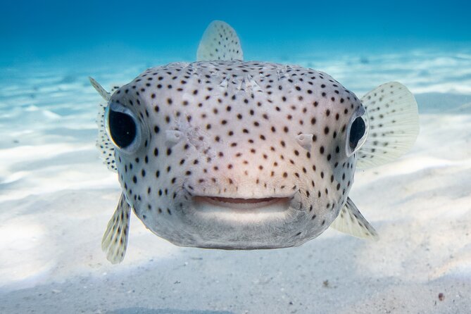 Introductory Dive in Bora Bora (afternoon) - Why the marine commentary is more than trivia
