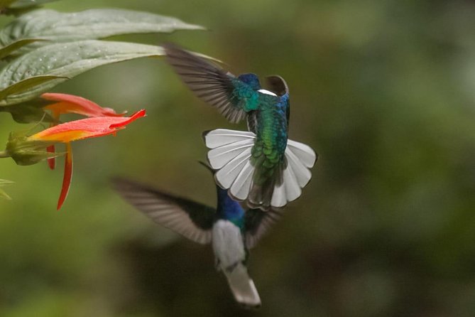 Jaco Birdwatching and Photography with Sergio - Key highlights to know before you go