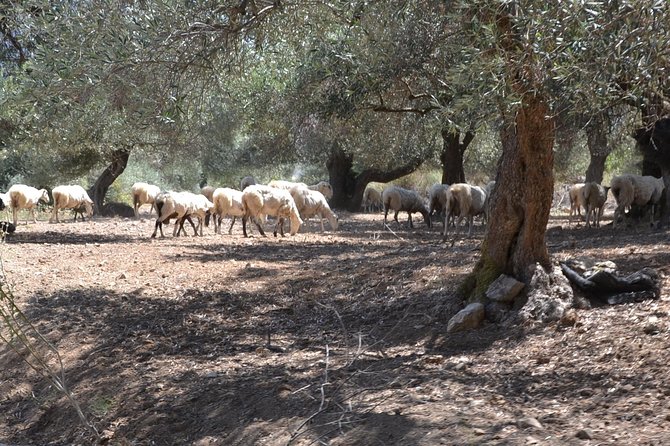 Jeep Safari 4x4 Crete real off road mountain tracks with Lunch from Hersonissos - Skotino Cave: the walking part you’ll be glad you planned for