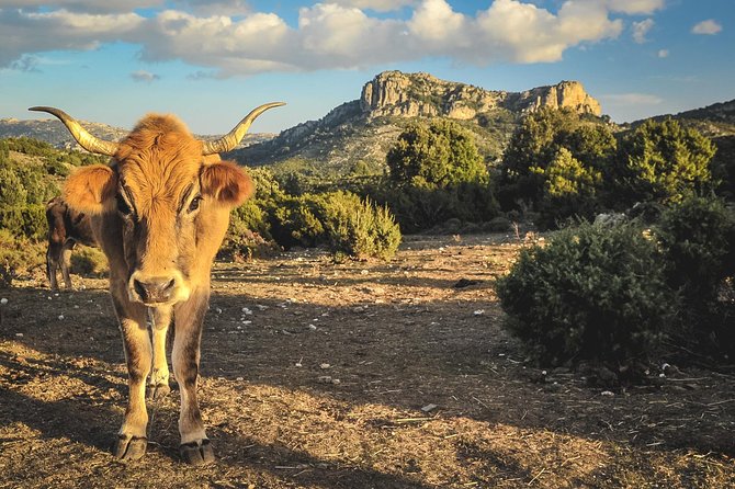 Jeep tour Between Land & Sea - Orosei & Capo comino - Key highlights worth knowing