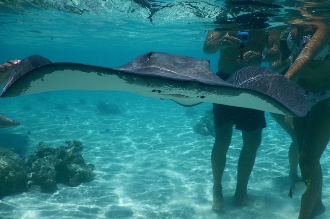 Jet-ski excursion 3 hrs Jet ski excursion to Moorea (single or two-seater) - Stingrays and Blacktip Reef Sharks: the Signature Swim