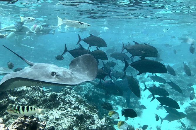 Jet Ski Moorea Customed Tour only - The Moorea Lagoon Route: Marine Life You Can Look For