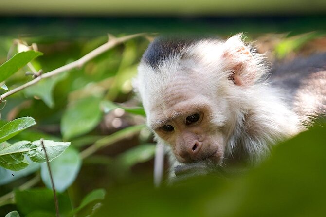 Jungle Cruise at Palo Verde National Park - Stop 1: Palo Verde National Park by Boat (Where the Wildlife Action Happens)