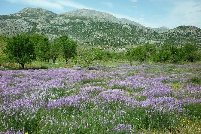 Katharo Route Tour from Agios Nikolaos - Morning Pickup and the Aposelemis Basin Roman-Aqueduct Start