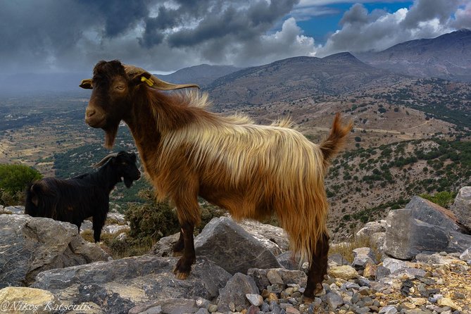 Katharo Route Tour from Agios Nikolaos - Scenic Overlooks Over the Lassithi Plateau and North Coast