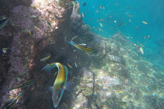 Kayak and Snorkeling Tour in Underwater Nature Reserve Garajau - Group Size, Timing, and How to Read the Schedule