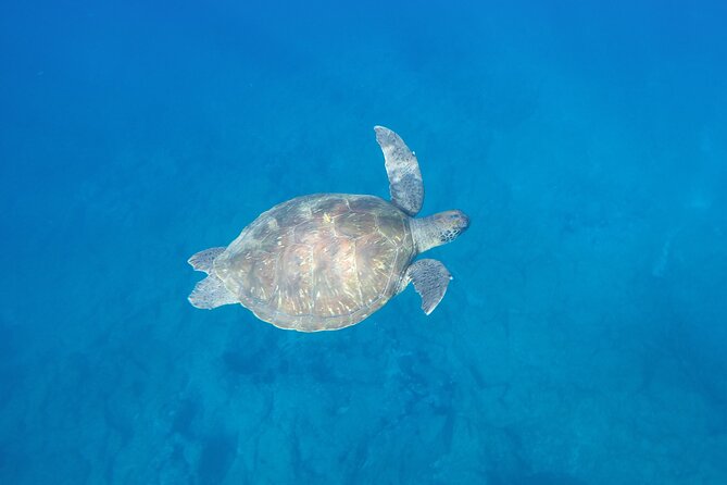 Kayak Route along the Volcanic Coast in Tenerife South with Snorkeling - Guide Team + Small Groups: The Difference Between Okay and Amazing