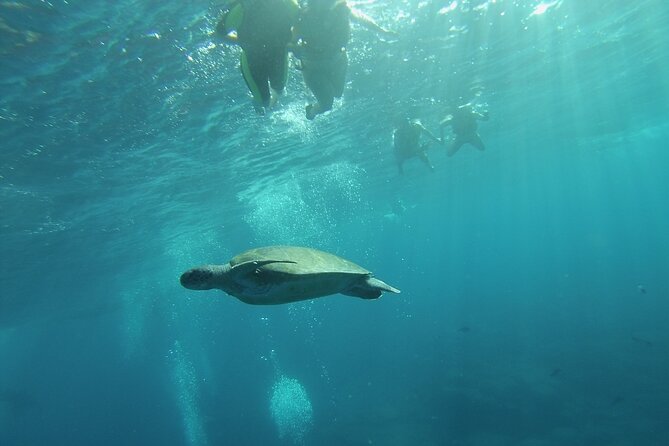 Kayak Route along the Volcanic Coast in Tenerife South with Snorkeling - Gear, Comfort, and Realistic What-to-Bring Notes