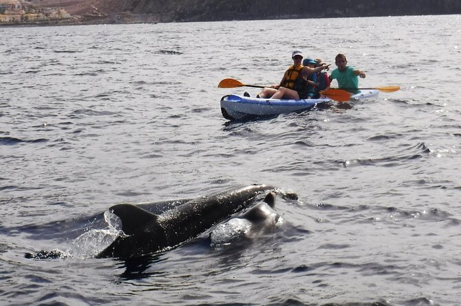 Kayak Route along the Volcanic Coast in Tenerife South with Snorkeling - Price and Value: What $54.31 Buys You Here