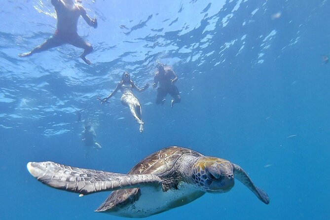 Kayak Safari with Dolphin and Turtle Watching in Guaza - Key highlights to know before you paddle