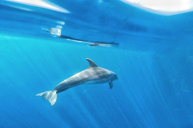 Kayak Safari with Dolphin and Turtle Watching in Guaza - Ocean Conditions: Waves, Tides, and Why the Return Can Feel Different