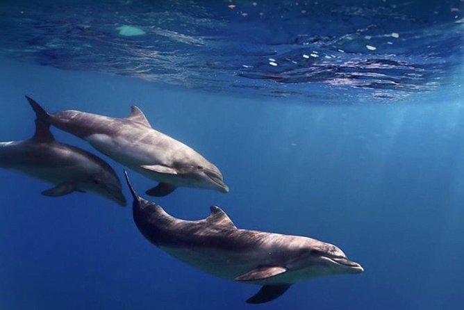 Kayak Safari with Dolphin and Turtle Watching in Guaza - Guides Matter: Pace, Safety, and That Kept-You-Going Energy