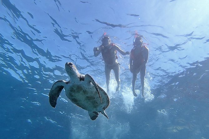 Kayak with Dolphin & Turtle Watching Private Tour - Why This Tenerife Kayak Route Works for Turtle and Dolphin Watching