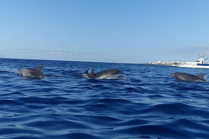 Kayak with Dolphin & Turtle Watching Private Tour - Price and Value: What $110.91 Really Buys You