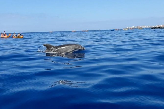 Kayak with Dolphin & Turtle Watching Private Tour - Weather, Sea State, and the Real Stuff You Should Prepare For