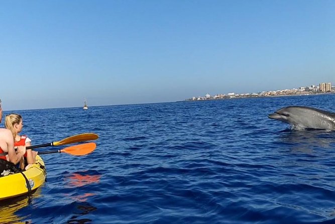 Kayak with Dolphin & Turtle Watching Private Tour - Should You Book This Private Kayak and Turtle Watching Tour?
