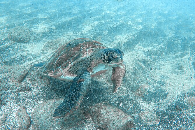 Kayaking + snorkeling with turtles - Guide style in real conditions: what to watch for