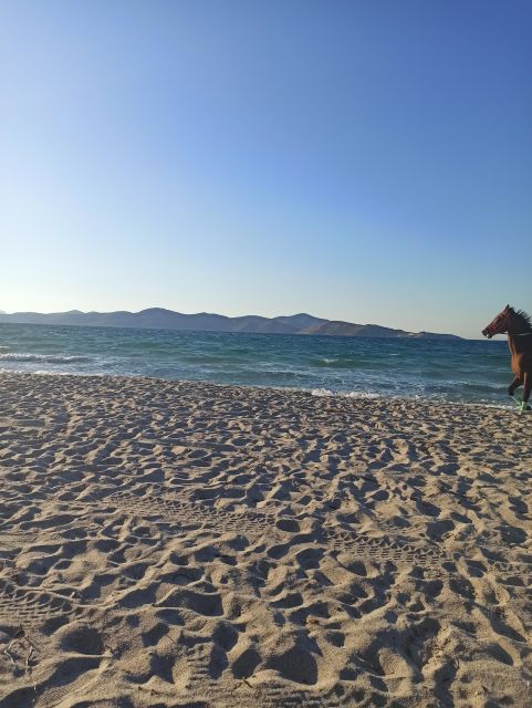 Kos: Horse Riding Experience on the Beach with Instructor - Key Things That Make This Beach Ride Special