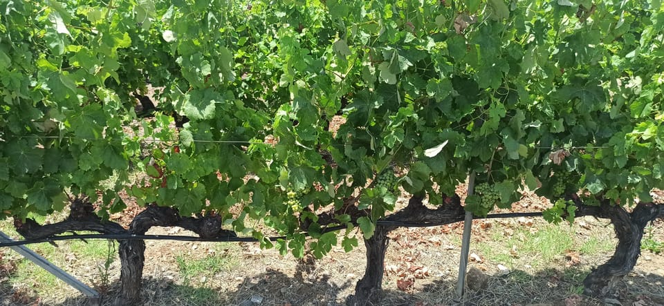Kos: Wineries Tour w/ Wine Tastings & Transportation - Should you book this Kos wine tour?