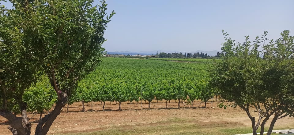 Kos: Wineries Tour w/ Wine Tastings & Transportation - Who should book this Kos wineries tour