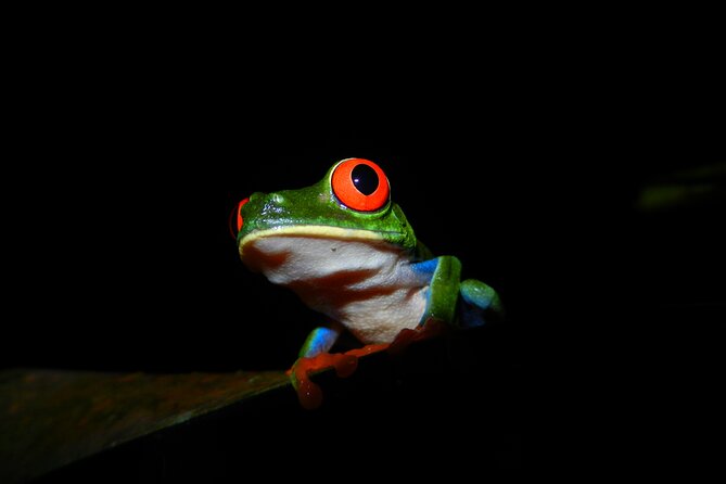 La Fortuna Night Tour - Private - Wildlife Spotting After Dark: What You Can Expect to See