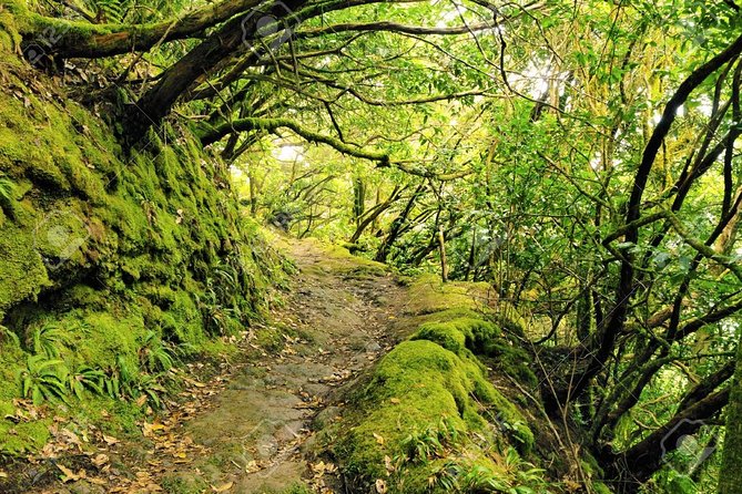 La Gomera Day Trip from Tenerife - Lunch and Local Wine: Where the Whistling Language Happens