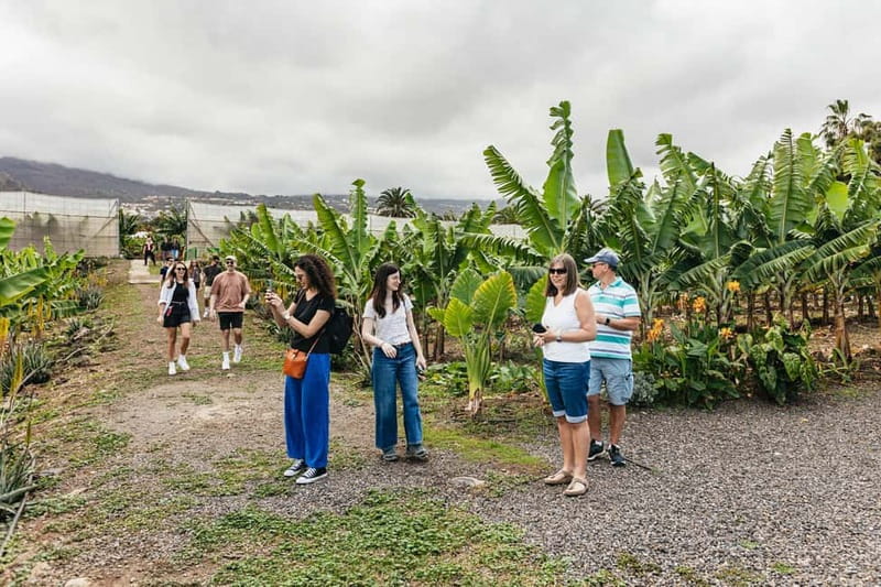 La Orotava: Eco Banana Plantation Tour with Banana Liquor - Should you book the La Orotava Eco Banana Plantation Tour with Banana Liquor?
