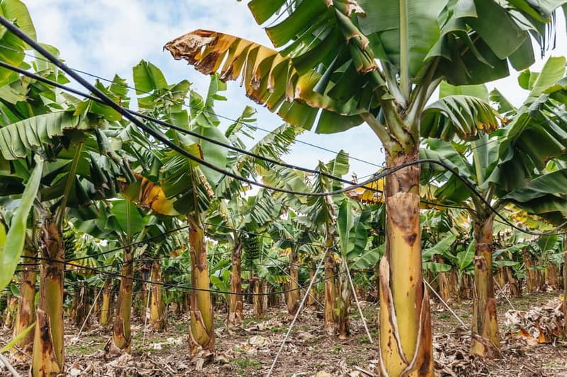 La Orotava: Eco Banana Plantation Tour with Banana Liquor - BananaECOplantation in La Orotava: what you’re really paying for