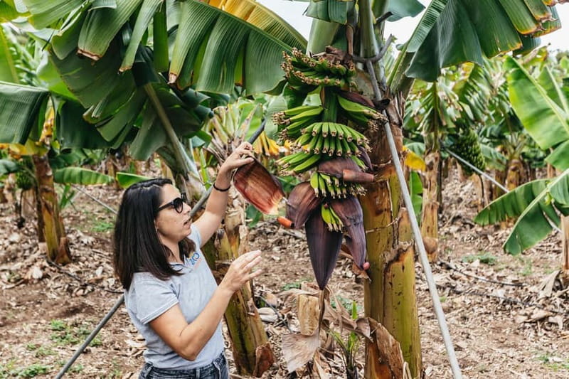 La Orotava: Eco Banana Plantation Tour with Banana Liquor - The eco-banana tour route: from a 95% self-sufficient system to banana plant corridors