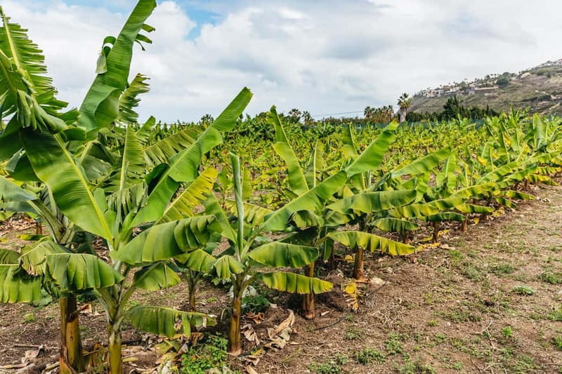 La Orotava: Eco Banana Plantation Tour with Banana Liquor - Banana ripening and cultivation lessons you can actually use