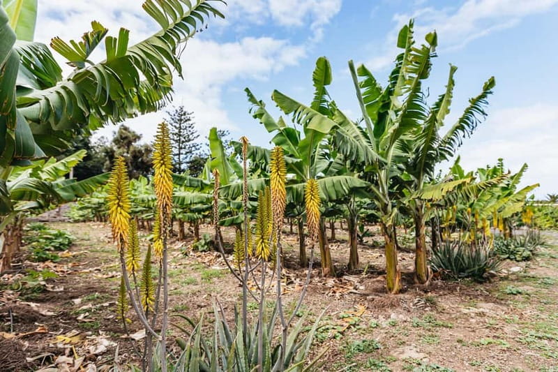 La Orotava: Eco Banana Plantation Tour with Banana Liquor - Practical tips so you enjoy every minute