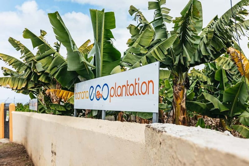 La Orotava: Eco Banana Plantation Tour with Banana Liquor - Who should book this eco banana tour (and who might not love it)