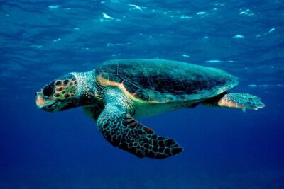Laganas Zakynthos: Marathonissi, Keri Caves and Turtles Spotting - Turtle Spotting Near Laganas: How close is close?
