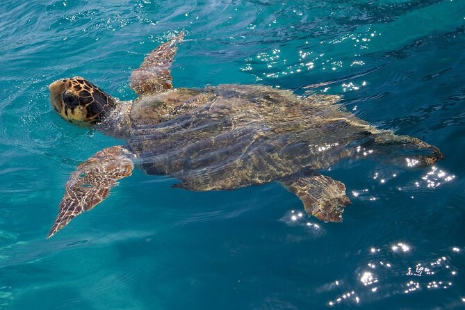Laganas Zakynthos: Marathonissi, Keri Caves and Turtles Spotting - Price and Value: Is $29.92 for 3 Hours a Fair Deal?