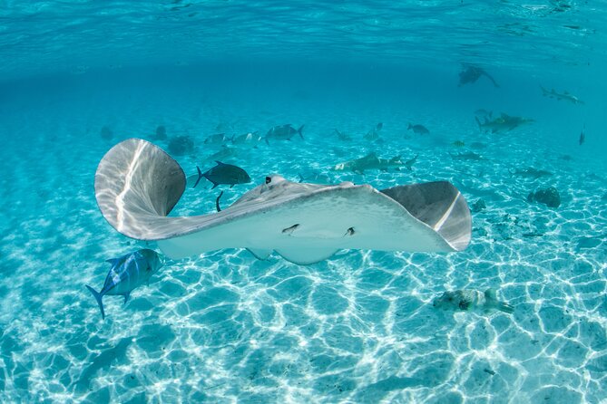 Lagoon Exploration and Snorkeling in Moorea - Key highlights before you go