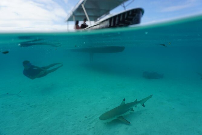 Lagoon Exploration and Snorkeling in Moorea - Why Moorea’s lagoon wildlife sanctuary is the real draw
