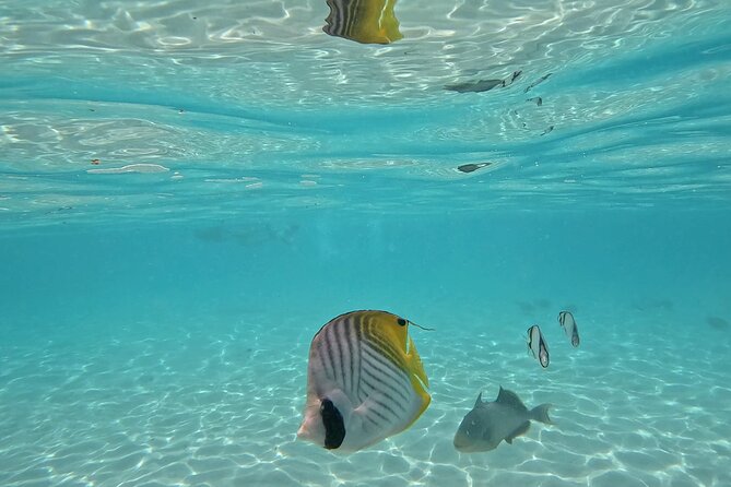 Lagoon Exploration and Snorkeling in Moorea - Snorkel stops: coral garden moments and tiki statues