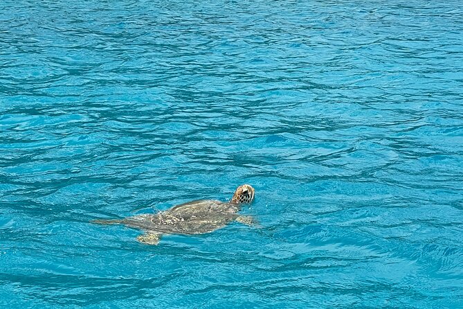 Lagoon Exploration and Snorkeling in Moorea - The 4-hour format: what the day feels like and who it fits