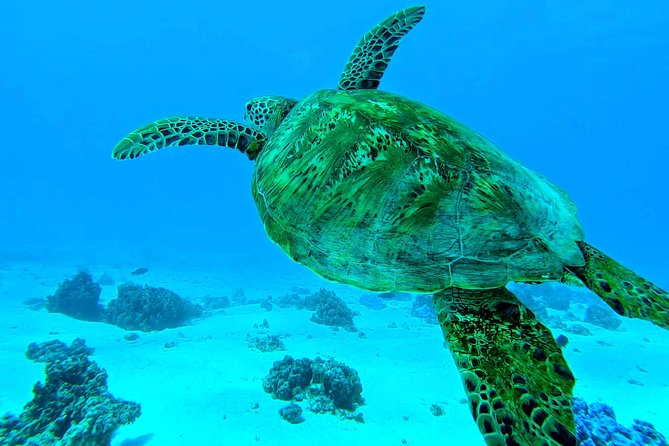 Lagoon Tour - Discover the magnificent lagoon of Moorea - The itinerary: stingrays, sharks, dolphins, then sea turtles