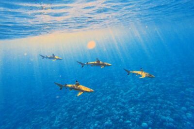 Lagoon Tour - Discover the magnificent lagoon of Moorea - Snorkeling setup and what to pack (so you’re not stuck mid-tour)