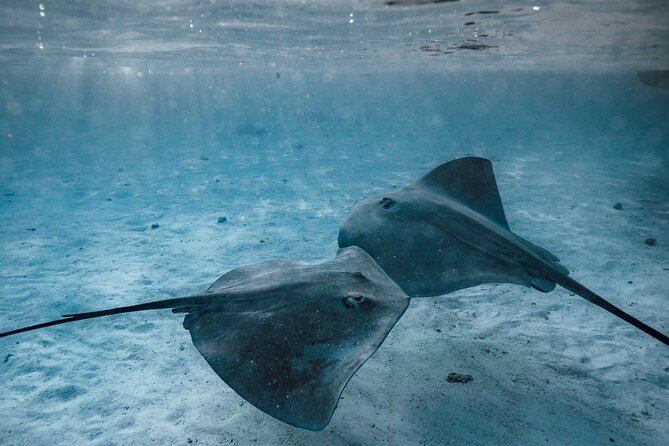 Lagoon Tour - Discover the magnificent lagoon of Moorea - Helpful safety and etiquette: getting the best encounters