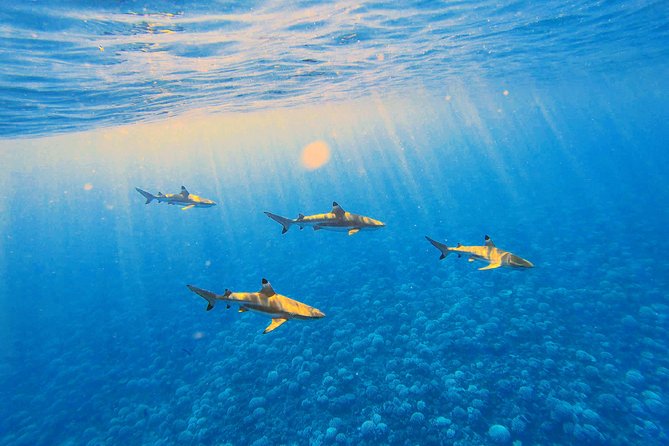 Lagoon Tour - Discover the magnificent lagoon of Moorea - Snorkeling setup and what to pack (so you’re not stuck mid-tour)